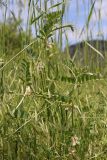 Vicia pannonica. Цветущие побеги. Крым, Севастополь, Байдарская дол., окр. с. Озёрное, закустаренная поляна. 06.06.2026.