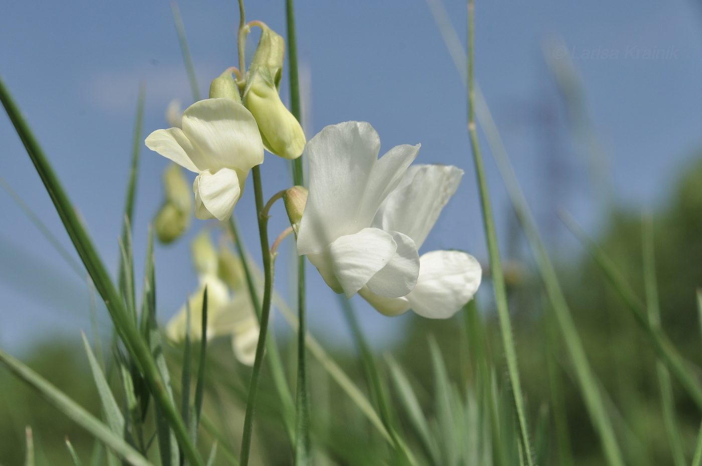 Image of Lathyrus pallescens specimen.