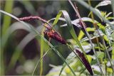 Carex acuta