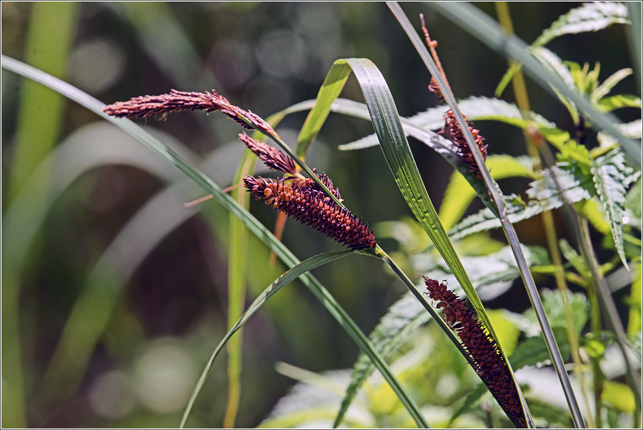 Image of Carex acuta specimen.