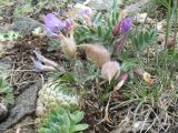 Oxytropis ampullata. Цветущее и плодоносящее растение в сообществе с Orostachys spinosa. Казахстан, Восточно-Казахстанская обл, Зайсанский р-н; Саур-Тарбагатай, хр. Манрак, верх пер. Шиликты, ≈ 1320 м н.у.м., степь на склоне каменистой сопки. 12 мая 2026 г.