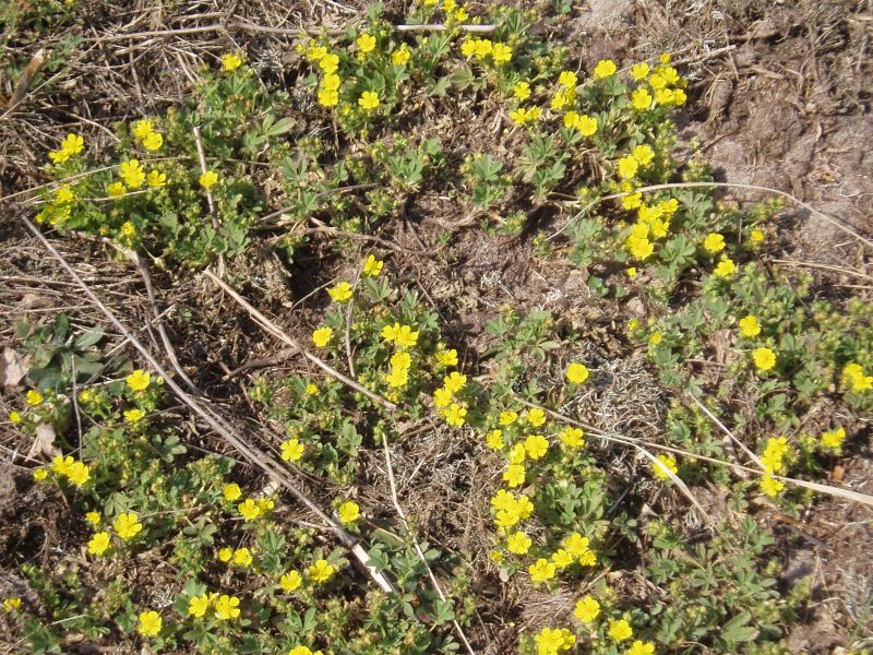 Image of Potentilla incana specimen.