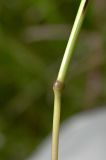 Festuca rubra. Узел стебля. Тульская обл., Заокский р-н, Бутиково, луг. 28.06.2026.