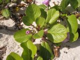 Ipomoea pes-caprae. Бутон и листья. Тихий океан, о-ва Тонга, необитаемый островок вблизи о-ва Тонгатапу, берег моря, песчаный пляж. Июль 2026 г.
