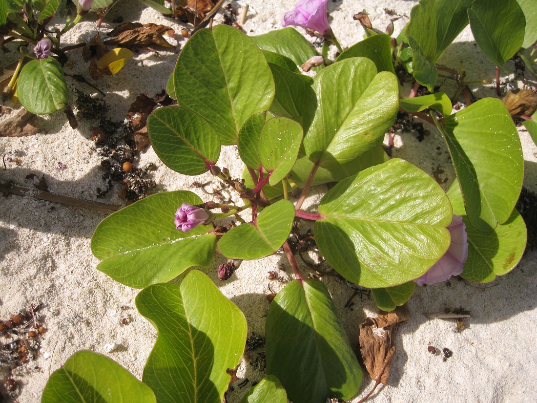 Image of Ipomoea pes-caprae specimen.