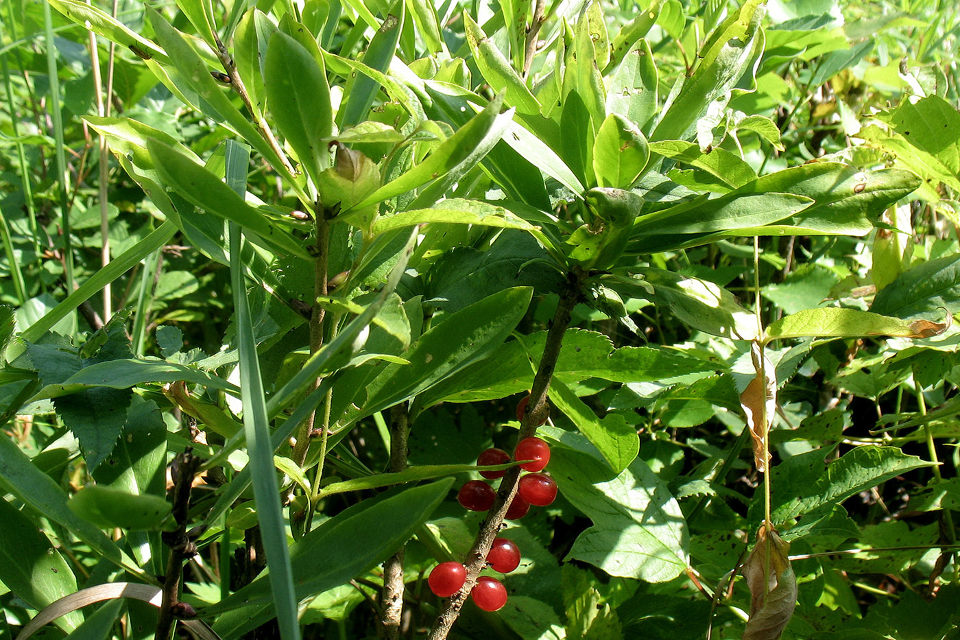 Image of Daphne mezereum specimen.