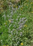 Смотреть изображение Eryngium planum