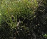 Ephedra monosperma. Вегетирующие растения. Красноярский край, окр. г. Красноярск, Академгородок, каменистый склон, степь. 24.08.2026.