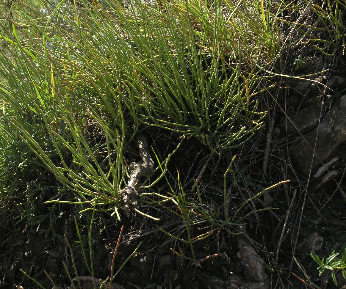 Image of Ephedra monosperma specimen.