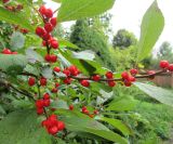Ilex verticillata. Ветвь с плодами. Московская обл., Щёлковский р-н, в культуре. 06.09.2026.