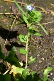 genus Veronica. Цветущее растение. Турция, ил Артвин, у храма Отхта, луг. 13 июня 2026 г.