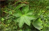 Alchemilla xanthochlora. Лист. Московская обл., Раменский р-н, окр. дер. Хрипань, садовый участок. 22.06.2026.