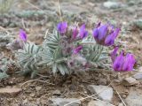 Oxytropis pumila