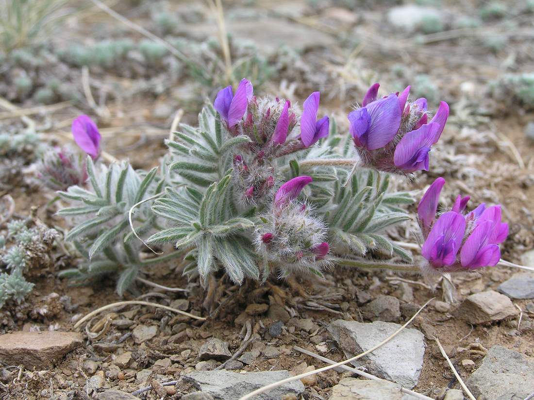 Изображение особи Oxytropis pumila.