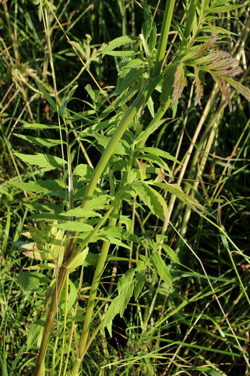 Image of Valeriana officinalis specimen.
