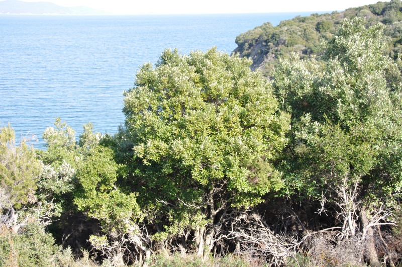 Изображение особи Quercus ilex.