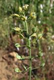 Alyssum calycocarpum