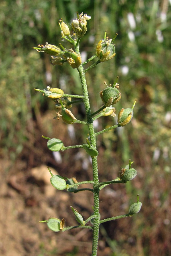 Image of Alyssum calycocarpum specimen.