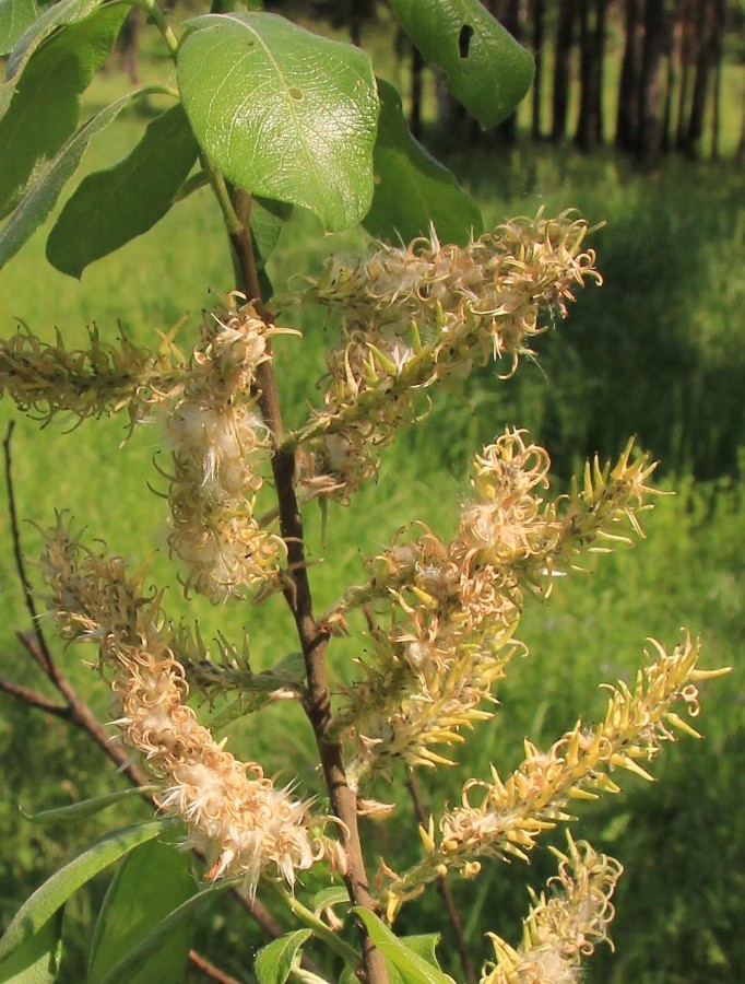 Image of Salix &times; multinervis specimen.