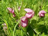 Cypripedium macranthos