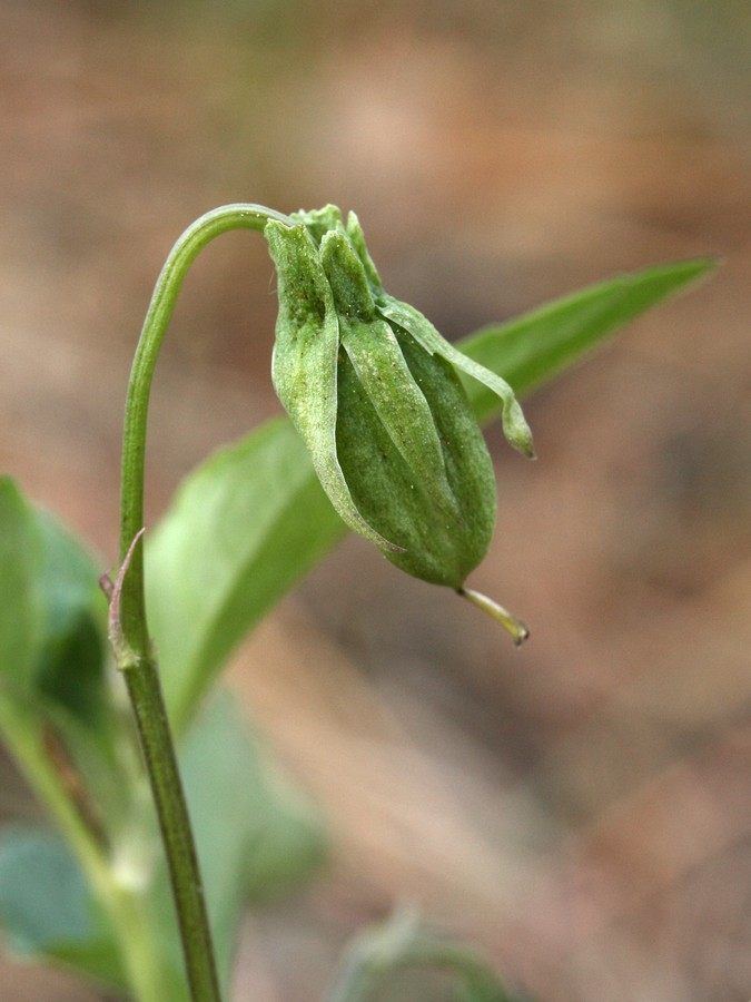 Image of Viola canina specimen.