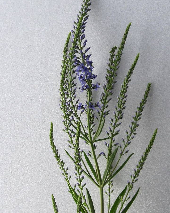 Image of Veronica spuria specimen.