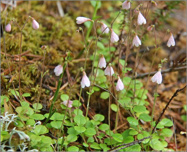 Image of Linnaea borealis specimen.