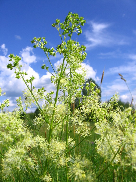 Image of Thalictrum lucidum specimen.
