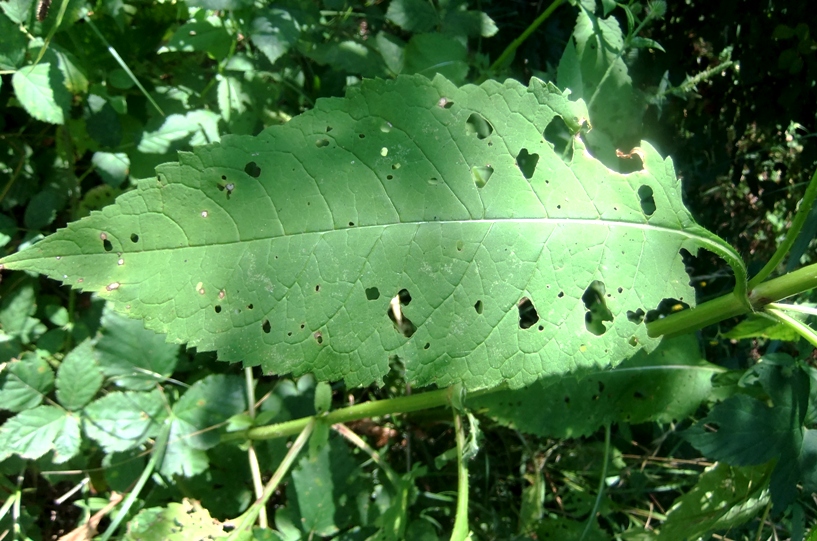 Image of Dipsacus pilosus specimen.