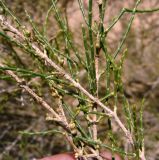 Haloxylon persicum. Веточки; на молодых побегах видны характерные редуцированные листья, имеющие вид заострённых чешуек. Каракумы. Июнь 2011 г.