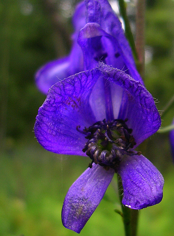 Image of Aconitum flerovii specimen.