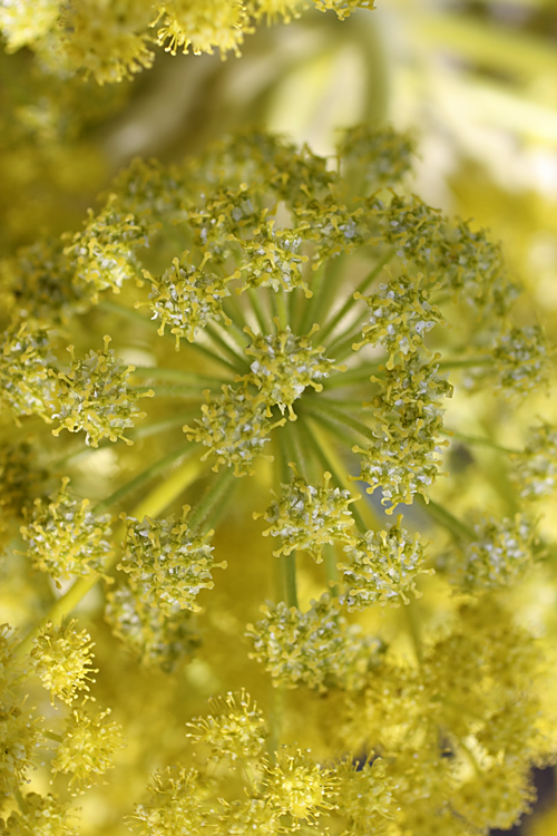 Image of Ferula foetida specimen.