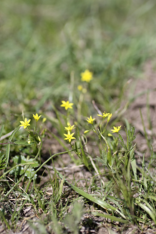 Изображение особи Gagea gageoides.