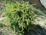Berberis integerrima. Цветущее растение. Узбекистан, Ташкентская обл., Бостанлыкский р-н, восточный склон Угамского хребта, 13 мая 2006 г.
