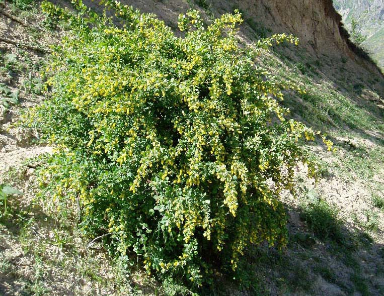 Image of Berberis integerrima specimen.