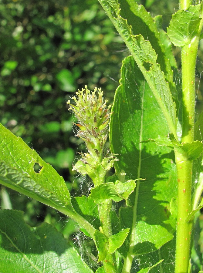 Image of Salix × tetrapla specimen.