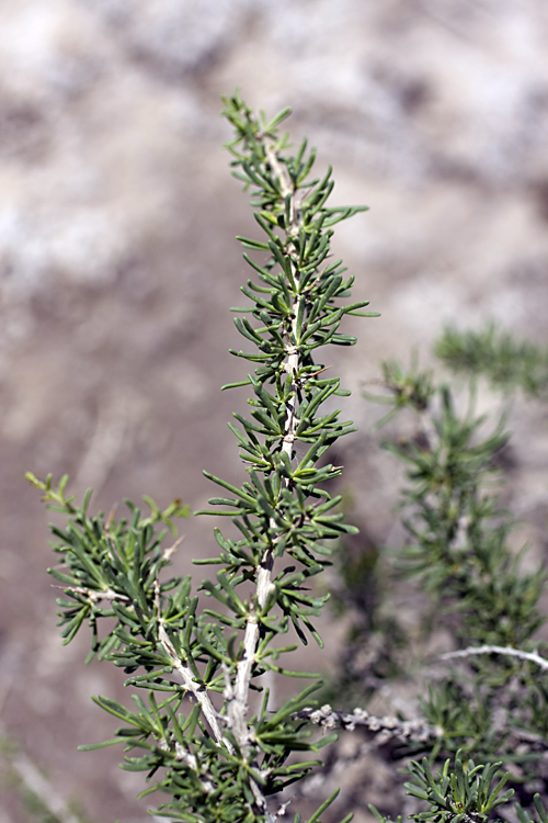 Image of Lycium ruthenicum specimen.