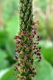 Plantago major. Часть соцветия. Свердловская обл., Первоуральский городской округ, окрестности ж.-д. станции Хрустальная, обочина дороги. 12.06.2011.