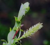 Salix × myrtoides