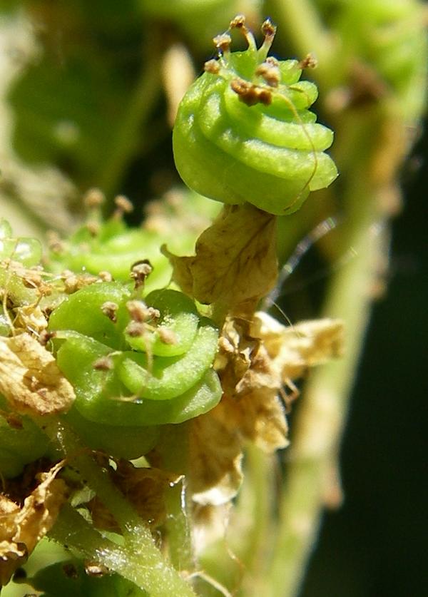 Image of Filipendula ulmaria ssp. denudata specimen.