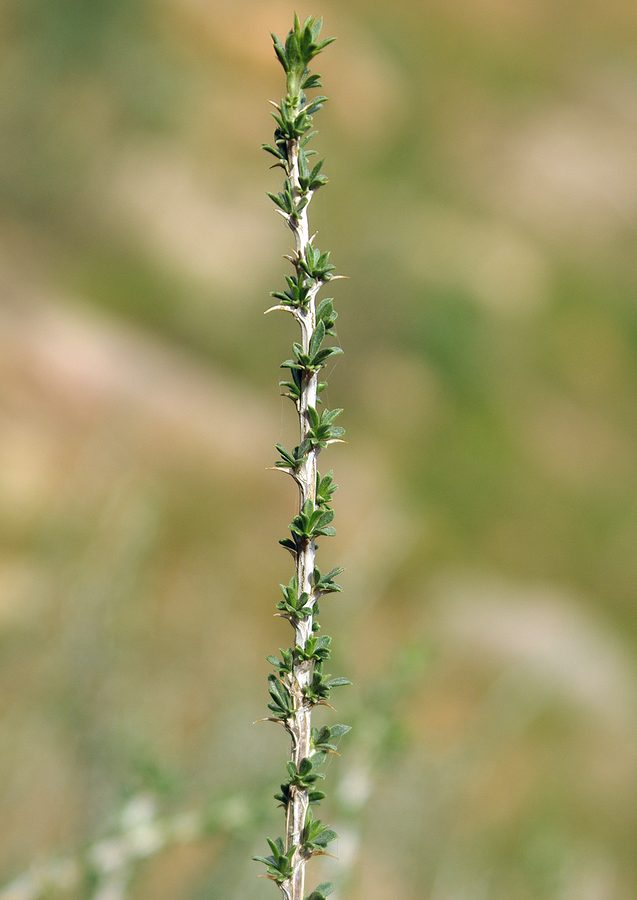 Image of Caragana balchaschensis specimen.