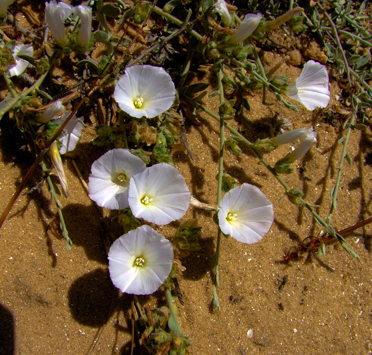 Image of Convolvulus secundus specimen.