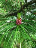 Pinus sibirica