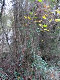 Smilax aspera