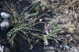 Oxytropis teres. Цветущее растение с отплодоносившими побегами предыдущей генерации. Алтай, щебнистая терраса в верхнем течении р. Катунь. 25.08.2009.