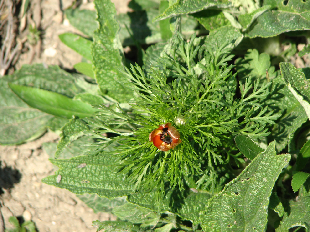 Image of Adonis aestivalis specimen.