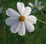 Cosmos bipinnatus. Соцветие. Московская обл., дачный участок. 19.08.2001.