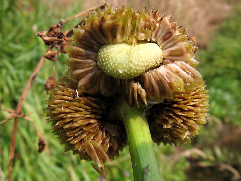 Изображение особи Sagittaria sagittifolia.