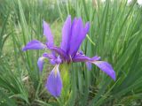 Iris musulmanica