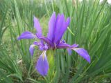 Iris musulmanica